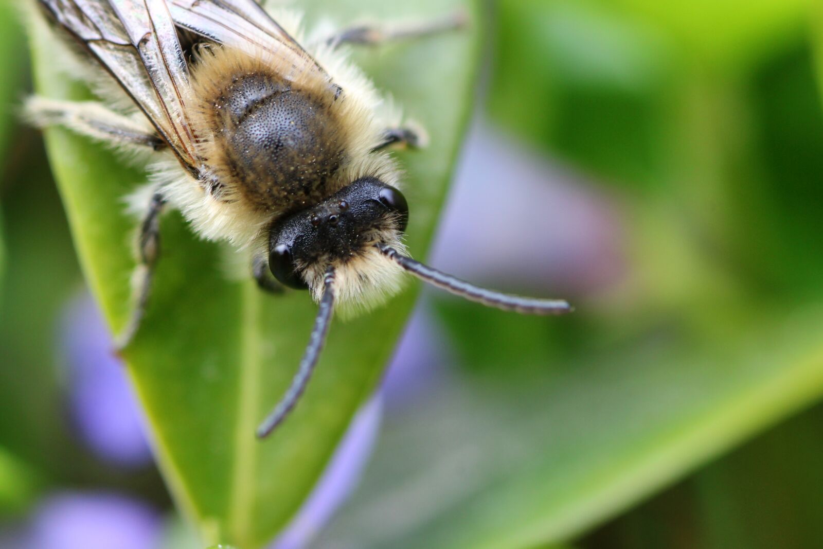 Tamron SP 90mm F2.8 Di VC USD 1:1 Macro sample photo. Bee, close up, honey photography
