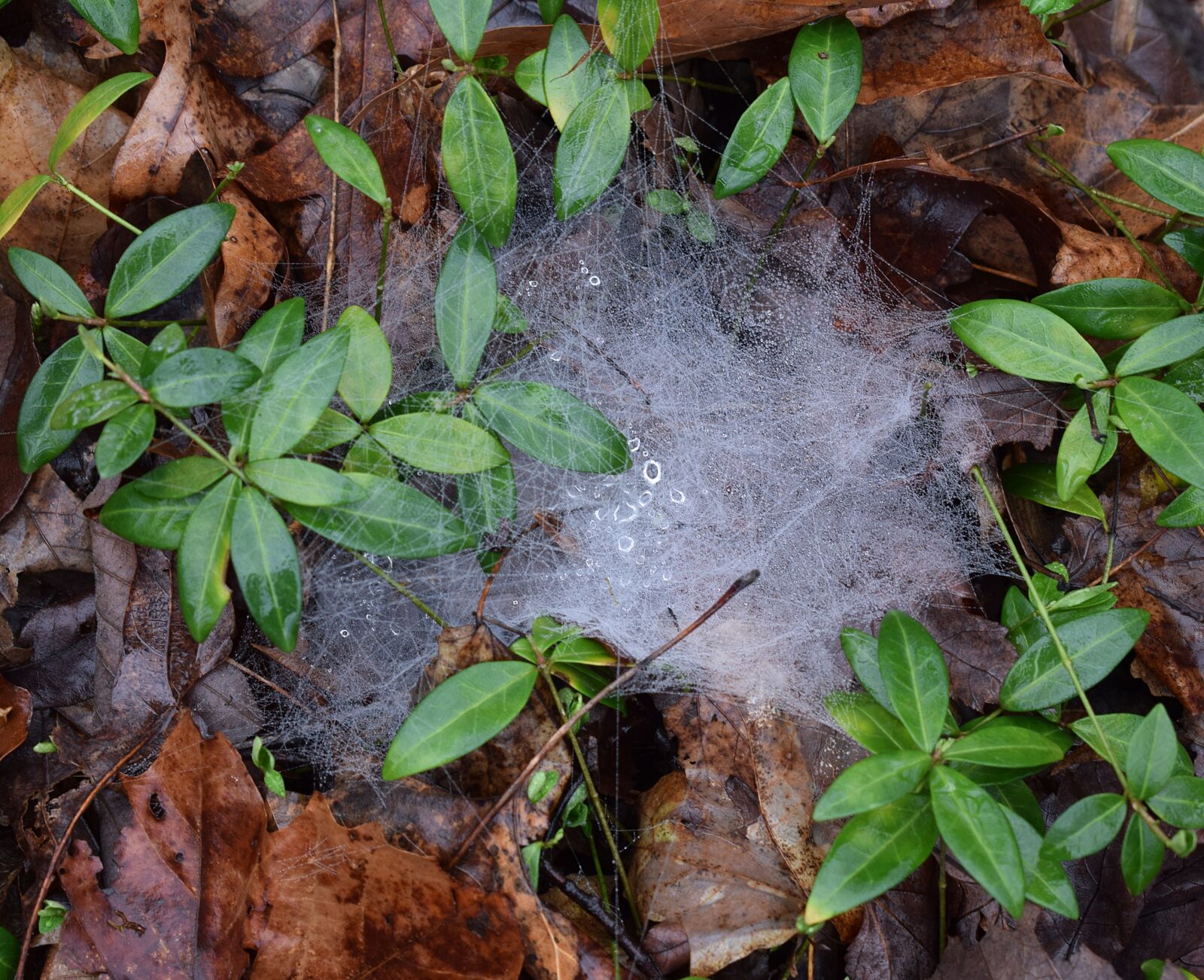 Nikon D3300 sample photo. Spiderwebs with raindrops, forest photography
