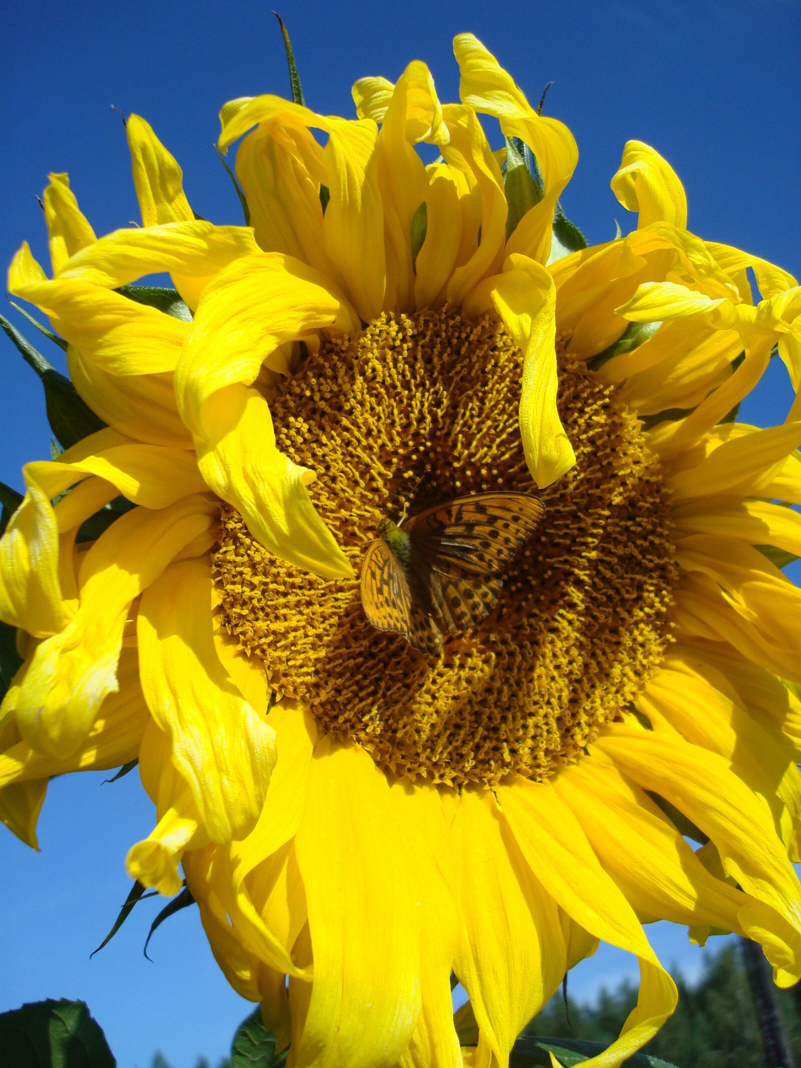 Sony DSC-W80 sample photo. Sunflower, butterfly, yellow photography