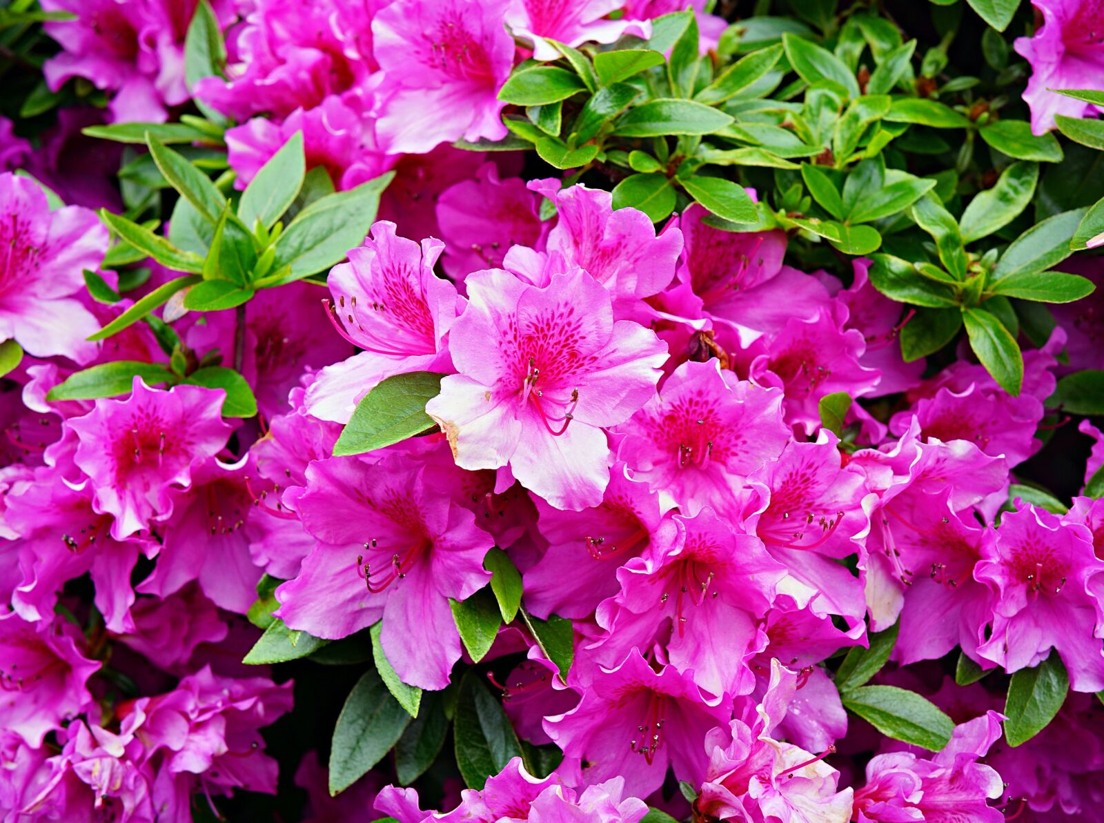 Samyang AF 45mm F1.8 FE sample photo. Azaleas, pink, flowers photography