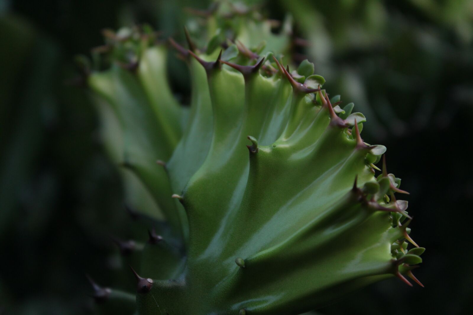 Canon EOS 500D (EOS Rebel T1i / EOS Kiss X3) sample photo. Cactus, ecology, vegetation photography