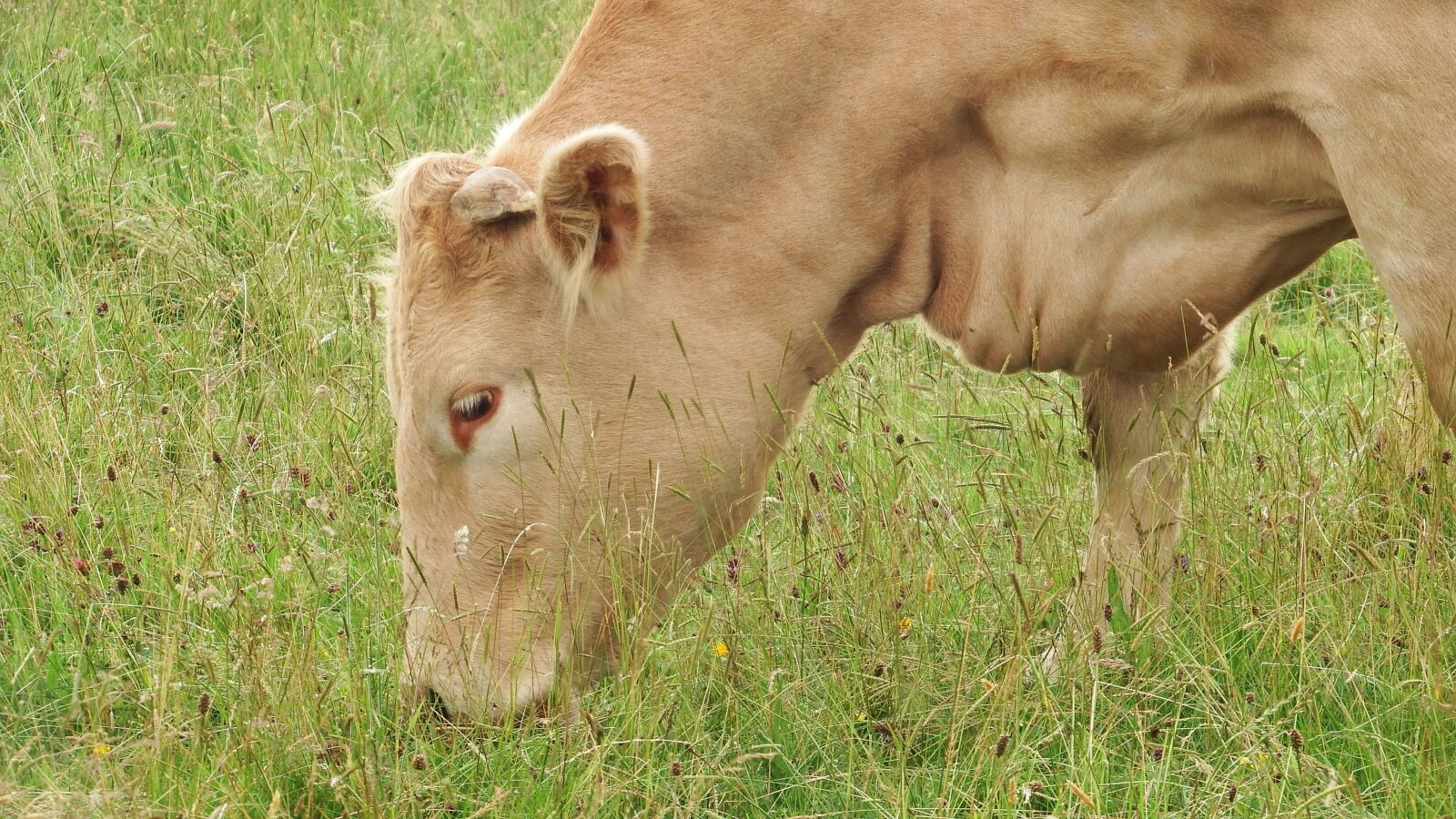 Fujifilm FinePix S1 sample photo. Cow, bovine, milk photography