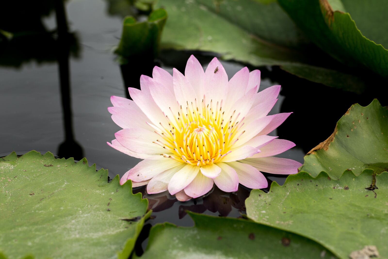 Canon EF 100mm F2.8L Macro IS USM sample photo. Water lily, nuphar lutea photography