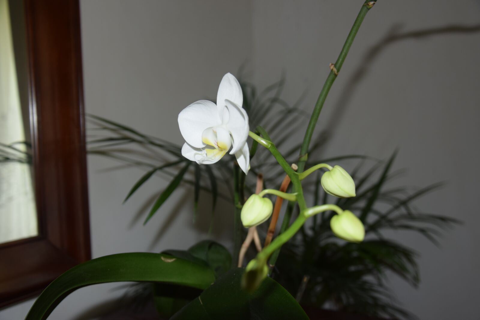 Nikon D5300 sample photo. White flower, house plant photography