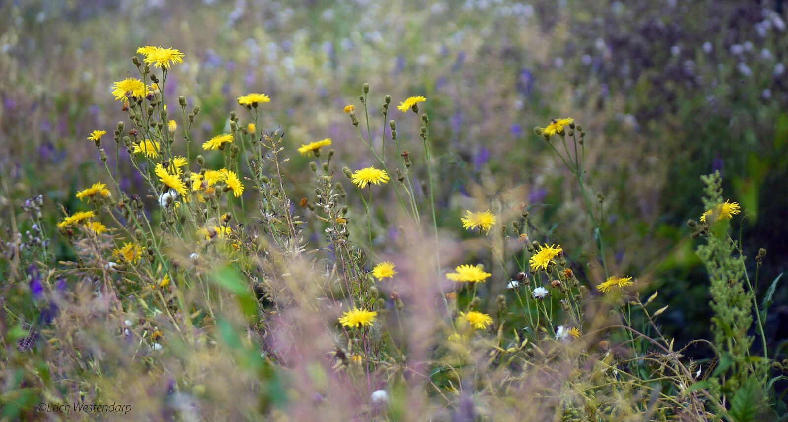 Panasonic Lumix DMC-G1 sample photo. Wild herbs, wild flowers photography