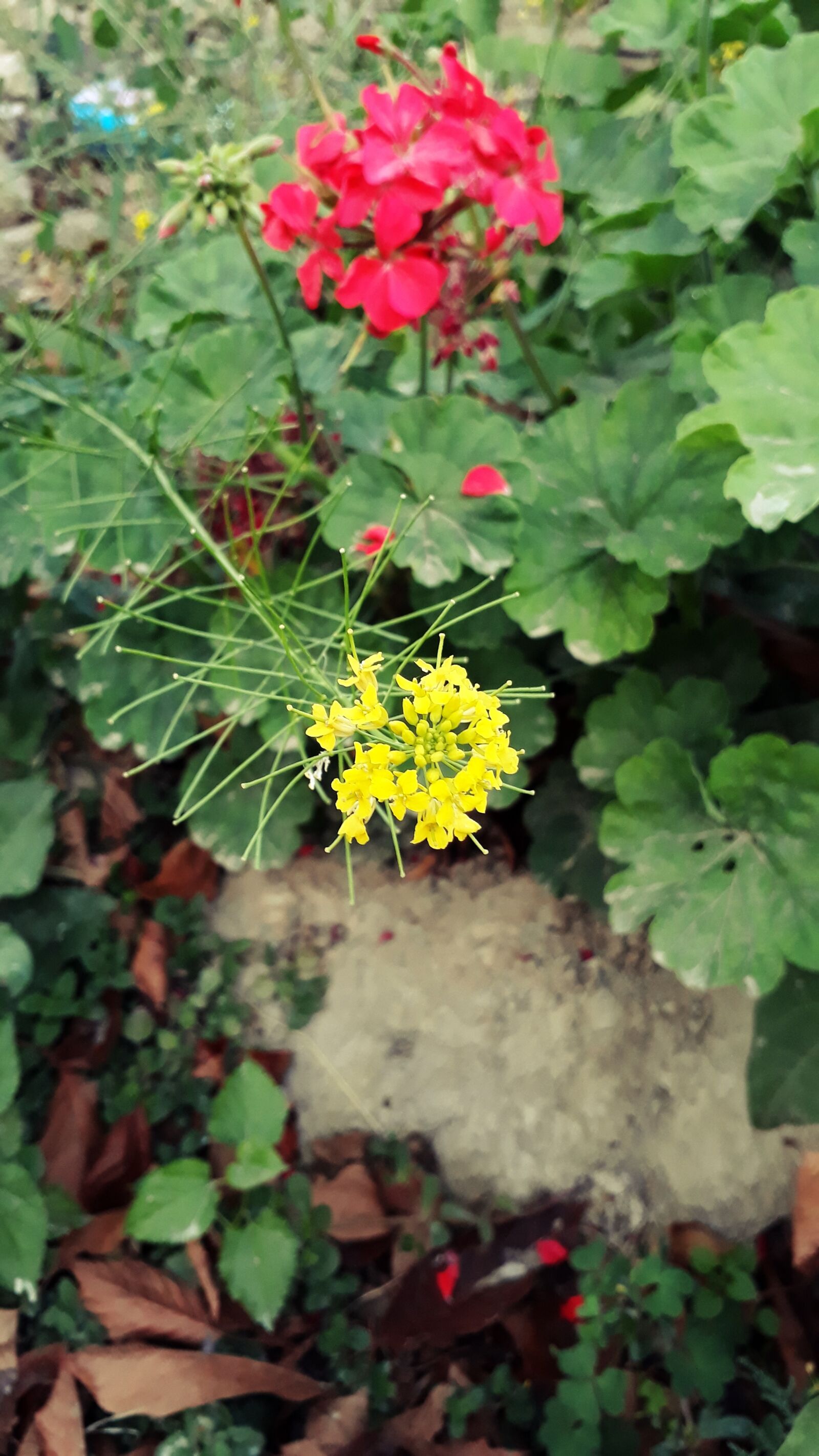 Samsung Galaxy A3(2017) sample photo