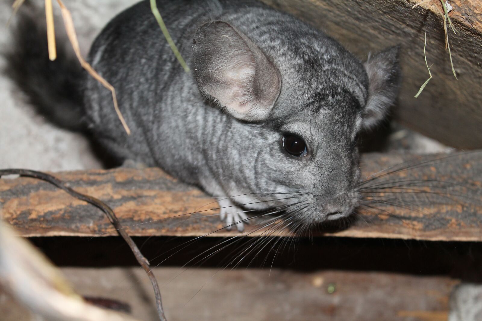 Canon EOS 1100D (EOS Rebel T3 / EOS Kiss X50) sample photo. Chinchilla, pet, animal photography