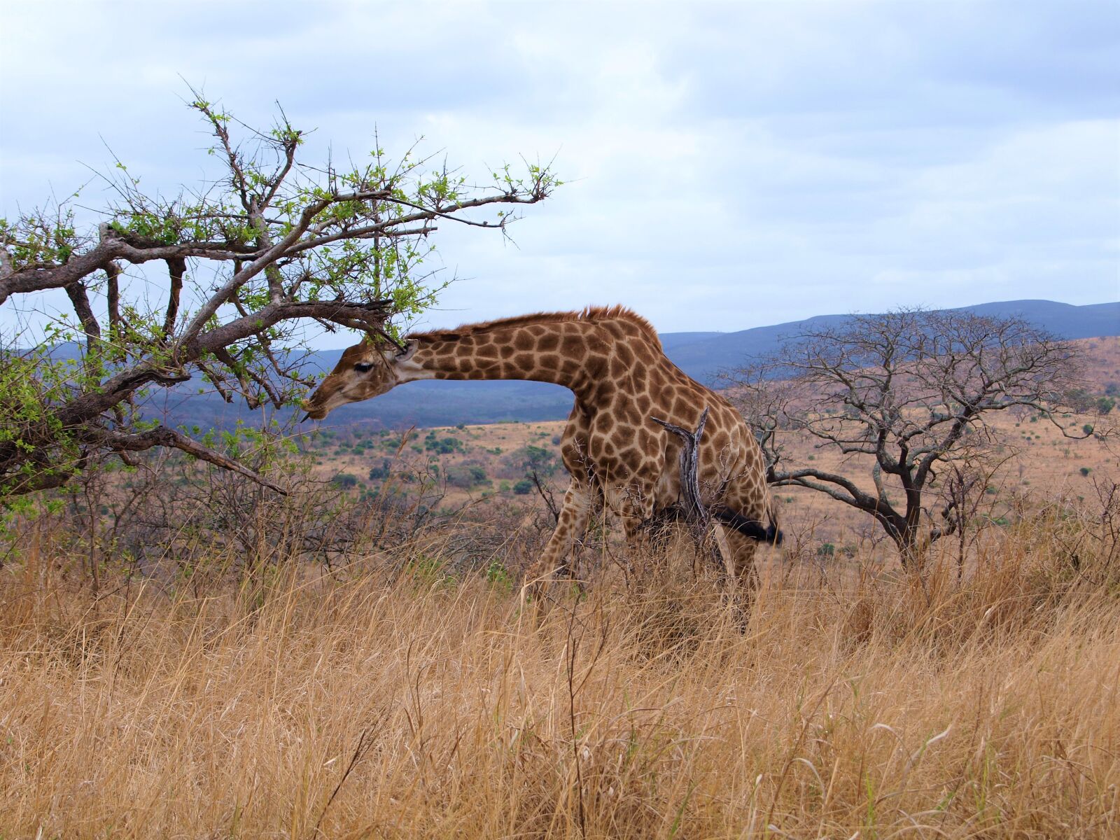 Olympus E-420 (EVOLT E-420) sample photo. Giraffe, animal, africa photography