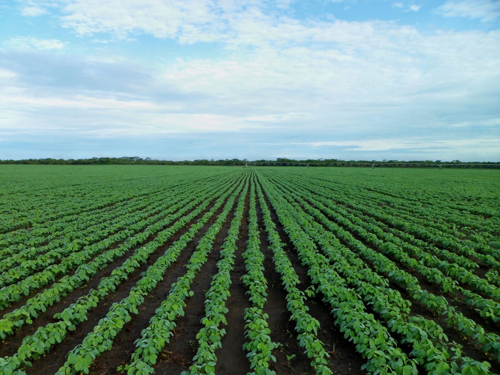 Samsung PL120,PL121 / VLUU PL120,PL121 sample photo. Soybean field, farming, field photography