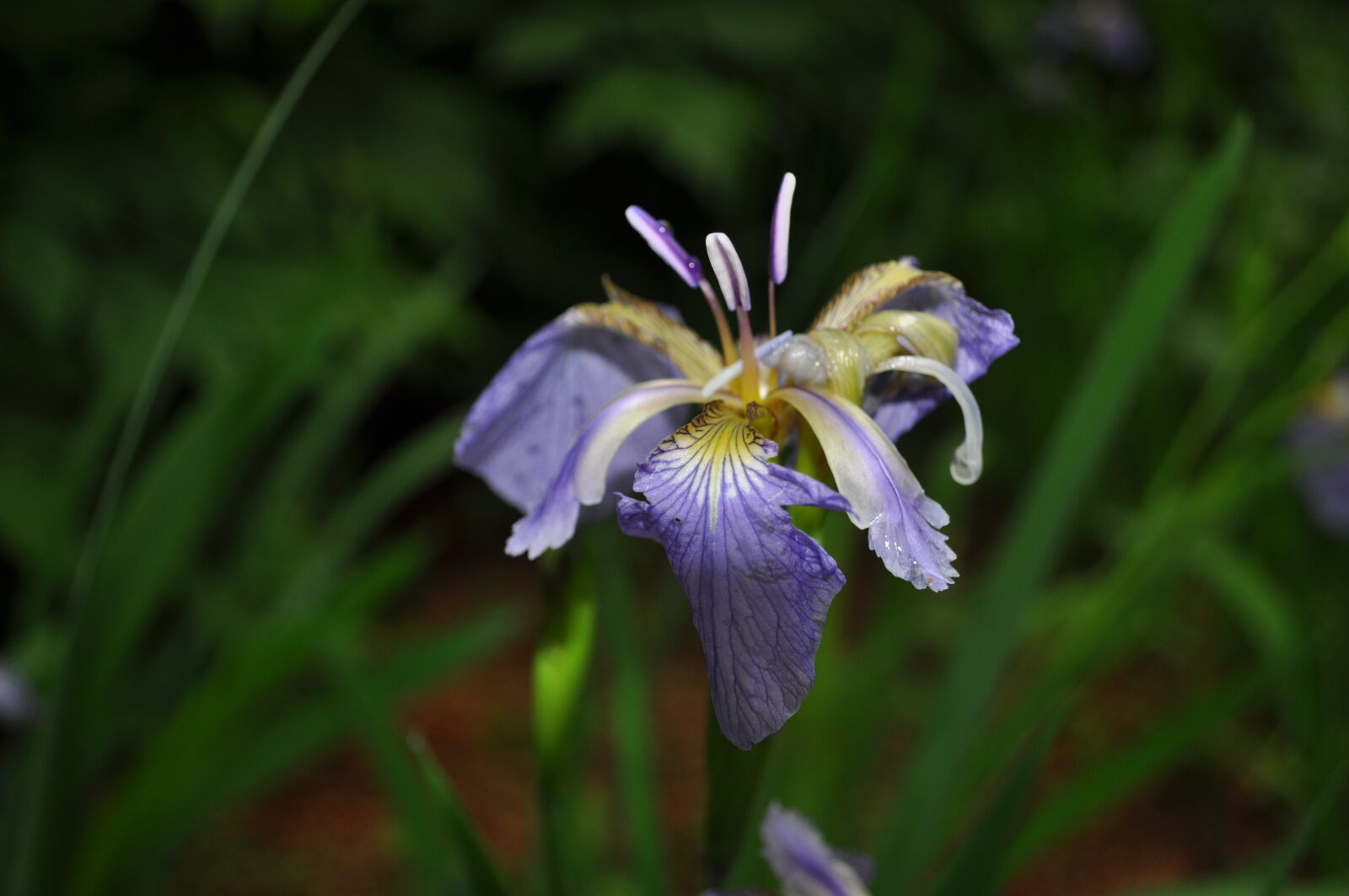 Nikon D90 sample photo. Nature, plants, flowers photography