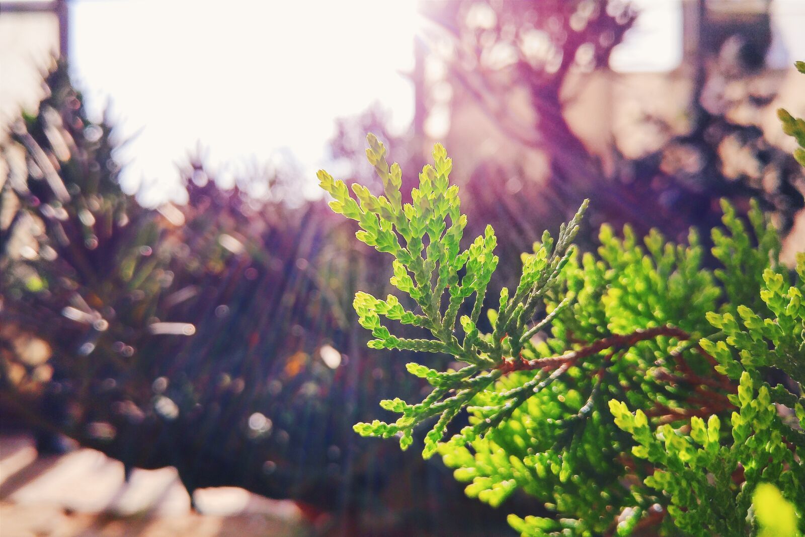 LG G4 sample photo. Plants, nature, leaves photography