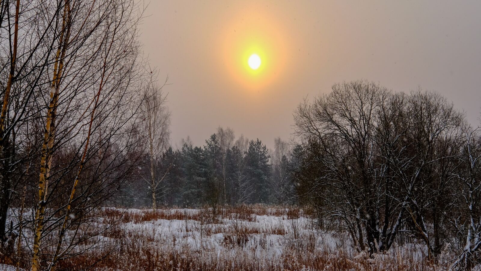 Fujifilm X-T10 + Fujifilm XF 35mm F2 R WR sample photo. Tree, dawn, winter photography