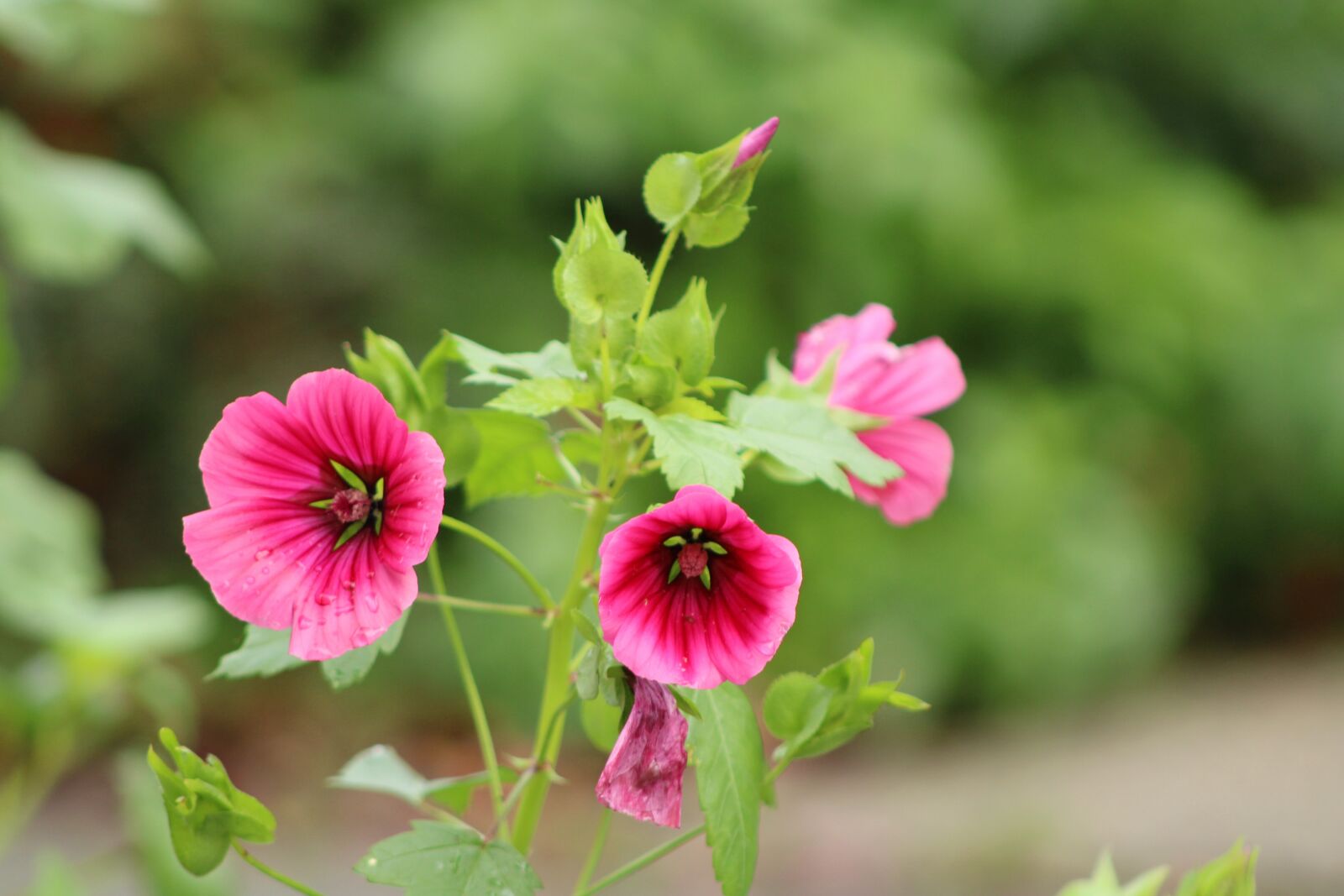 Canon EOS 2000D (EOS Rebel T7 / EOS Kiss X90 / EOS 1500D) sample photo. Flower, blossom, summer photography