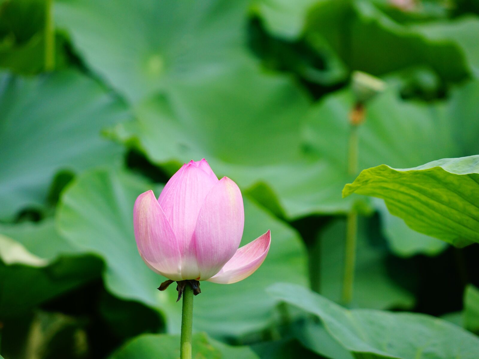 Sony Cyber-shot DSC-RX10 II sample photo. Lotus, the scenery, scenery photography