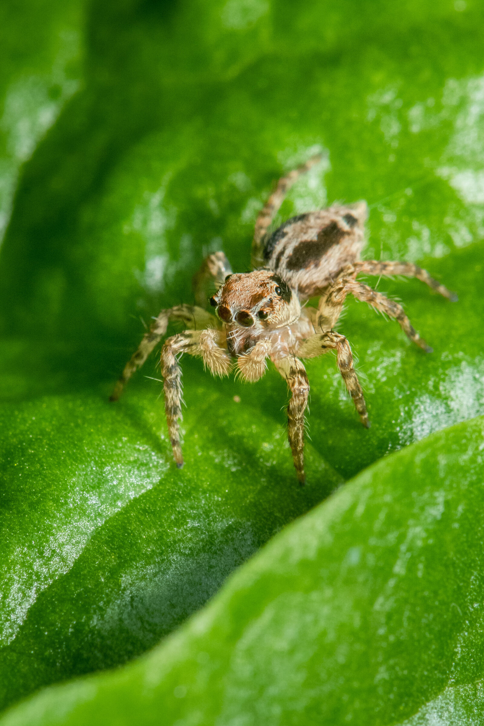 Nikon AF-S Micro-Nikkor 105mm F2.8G IF-ED VR sample photo. Jumping spider photography
