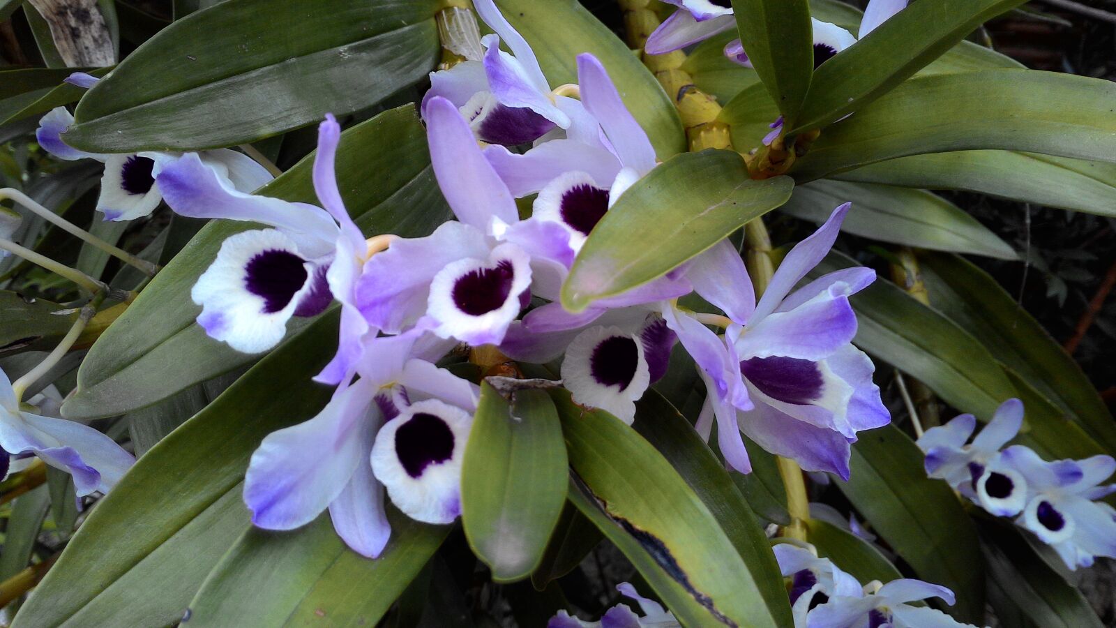 ASUS Z002 sample photo. Flowers, orchids, dendrobium photography