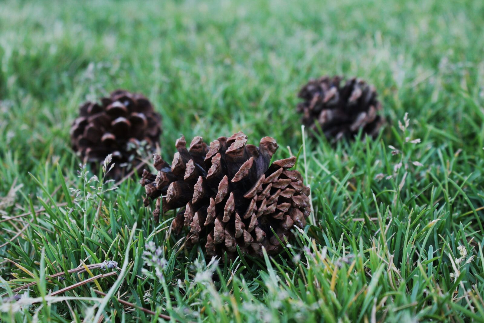 Canon EOS 1100D (EOS Rebel T3 / EOS Kiss X50) sample photo. Pine cones, botanical, nature photography