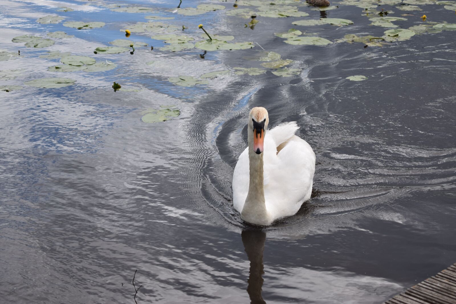 Nikon D3300 sample photo. Swan, lake, bird photography