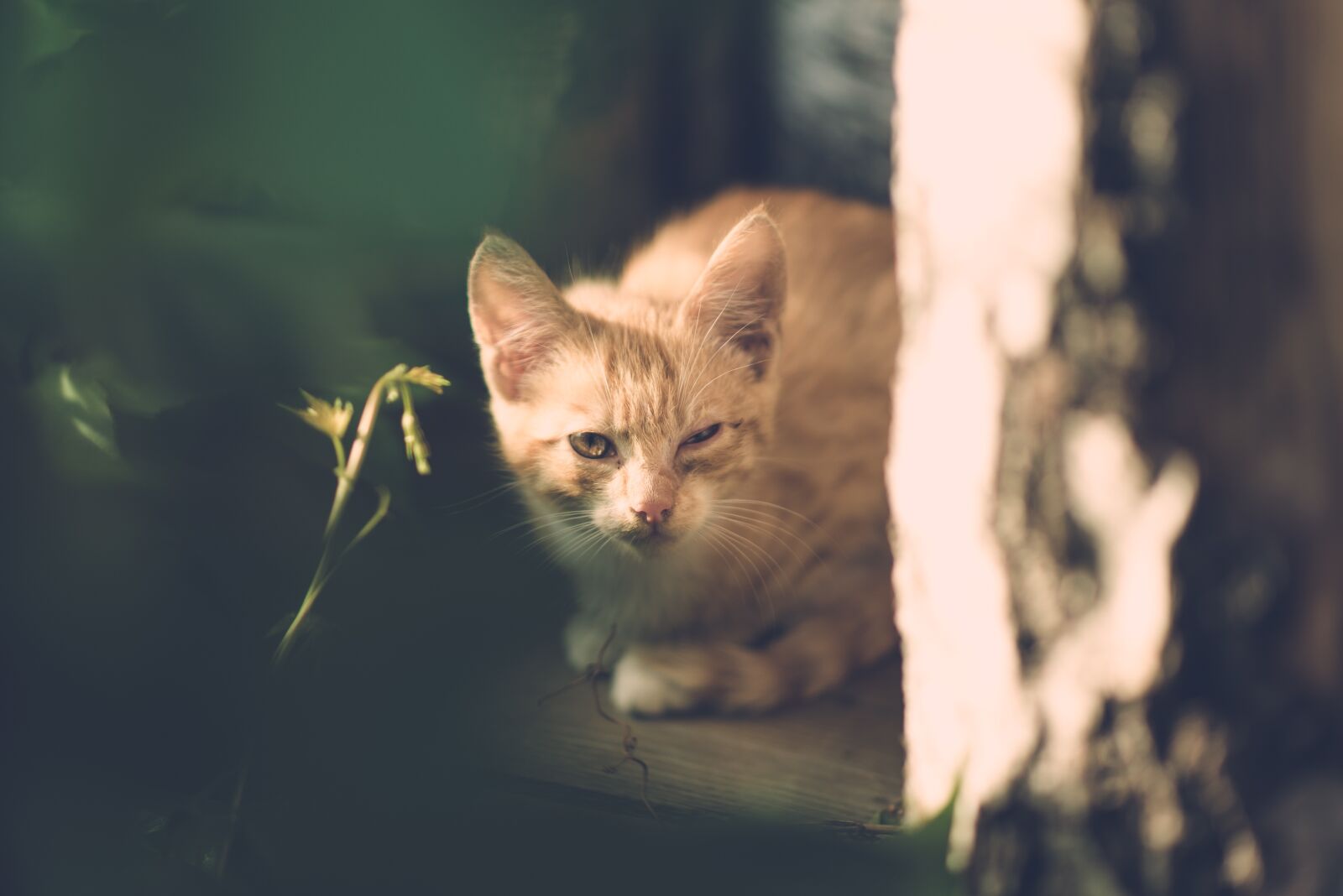 Nikon D600 sample photo. Cat, eye, injury photography