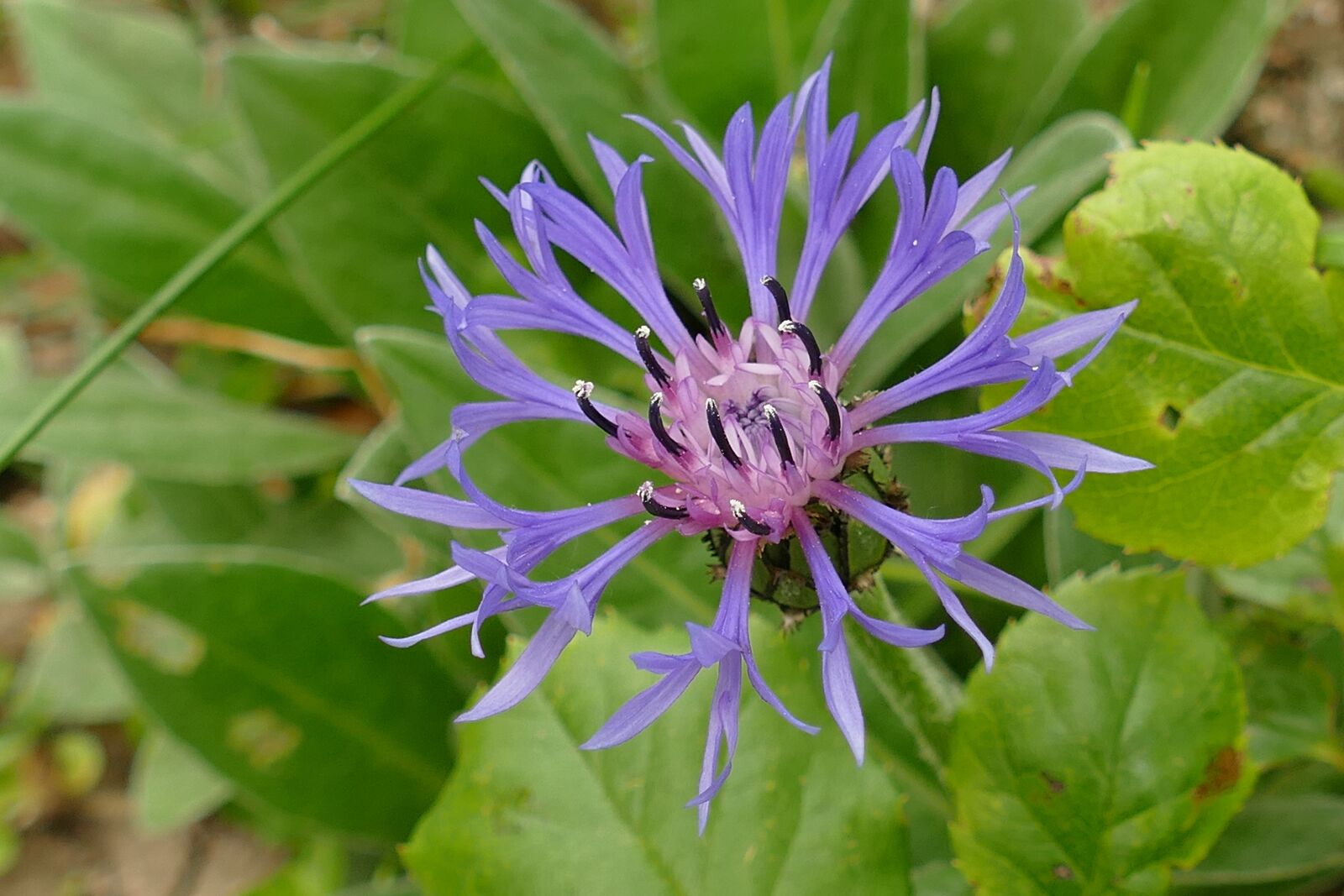 Panasonic Lumix DMC-FZ1000 sample photo. Cornflower, bergkorenbloem, centaurea montana photography