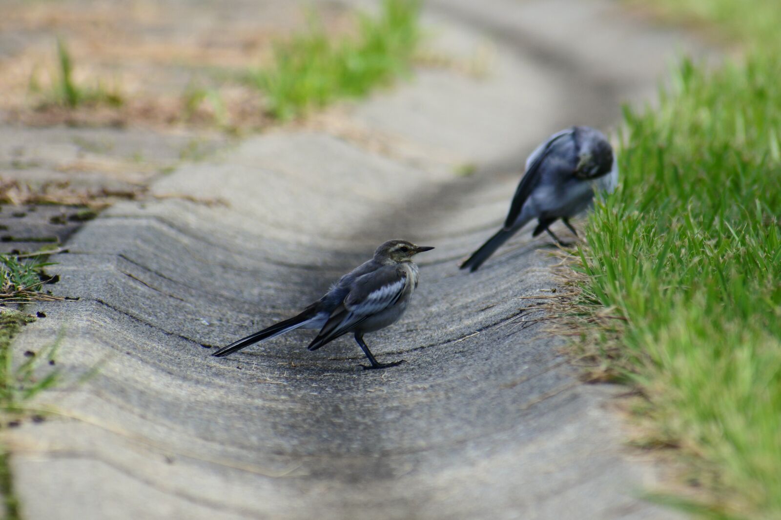 VR 70-300mm f/4.5-6.3G sample photo. Animal, plant, grass photography