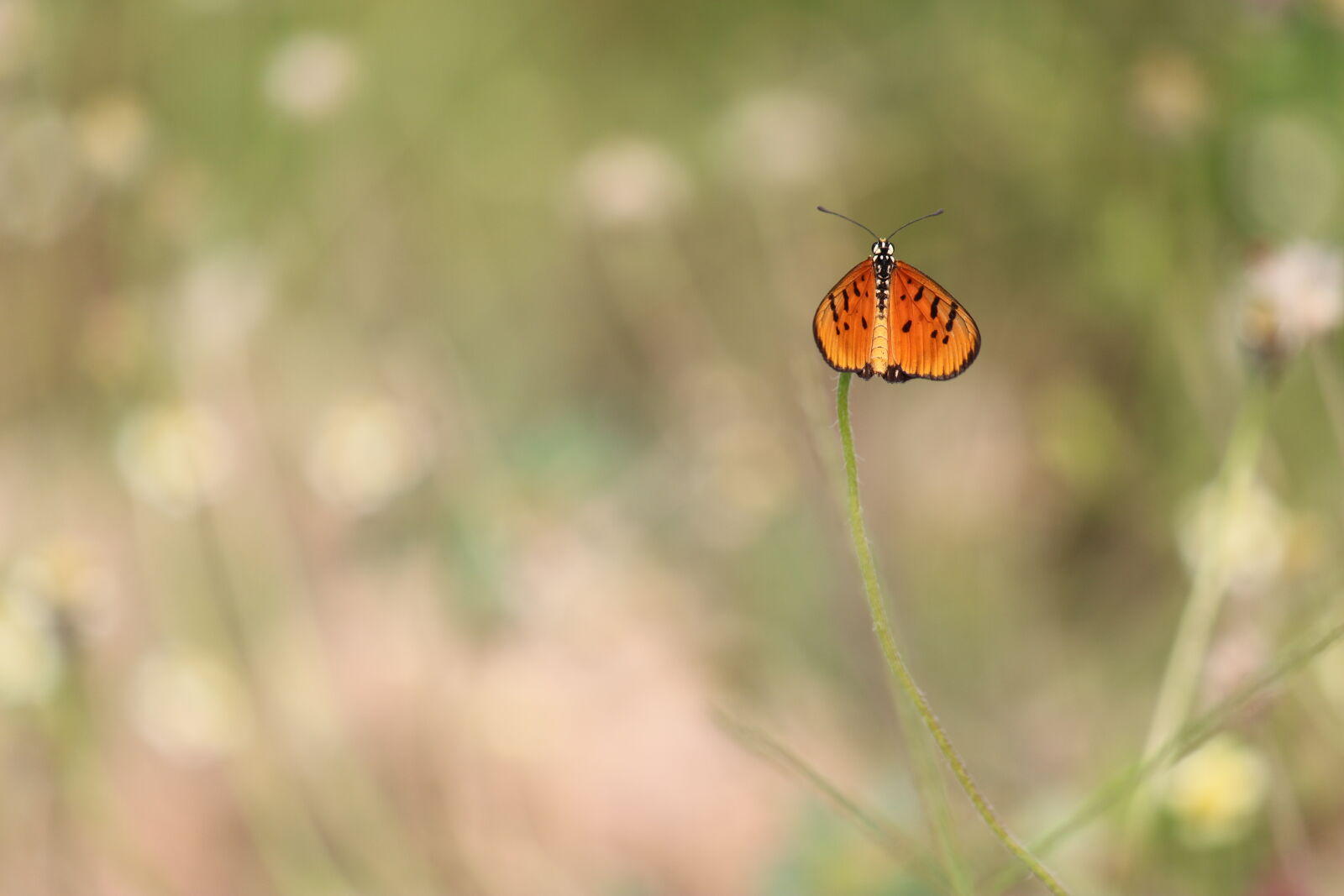 Canon EF-S 55-250mm F4-5.6 IS II sample photo