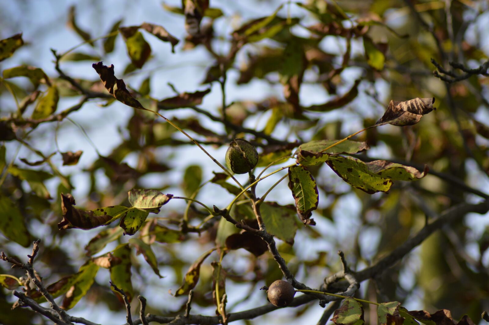 Nikon D3200 sample photo. Autumn, fruit, foliage photography