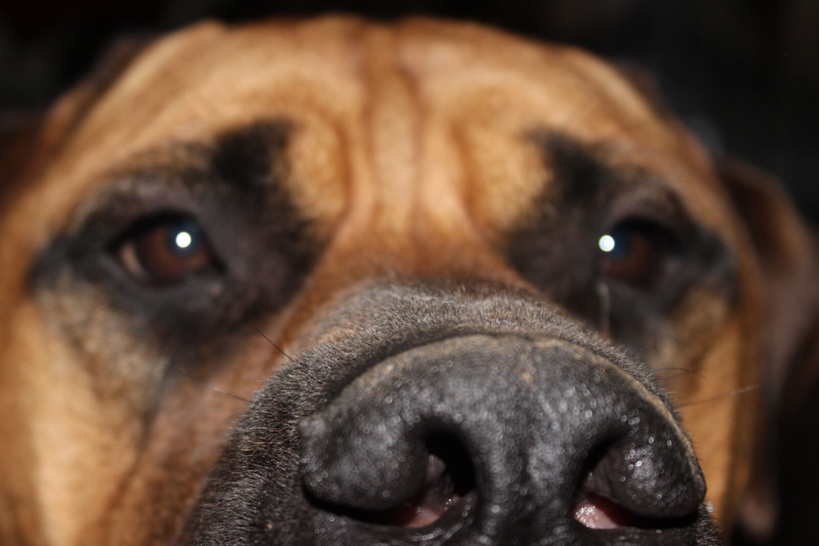 Canon EOS 600D (Rebel EOS T3i / EOS Kiss X5) sample photo. Bull, mastiff, dog, dog photography