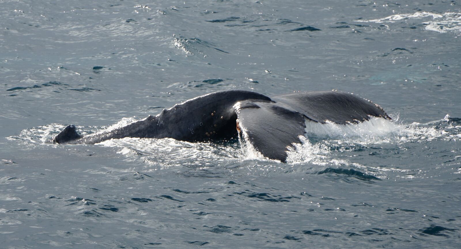 Sony Alpha NEX-6 sample photo. Humpback, whale, blue photography