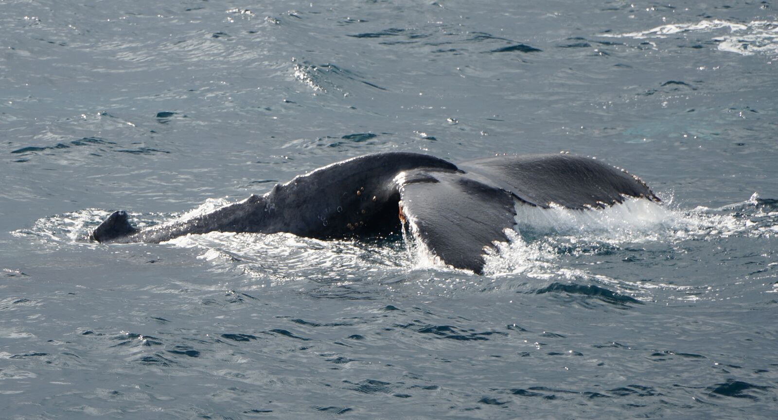 Sony Alpha NEX-6 + Sony E PZ 18-105mm F4 G OSS sample photo. Humpback, whale, blue photography