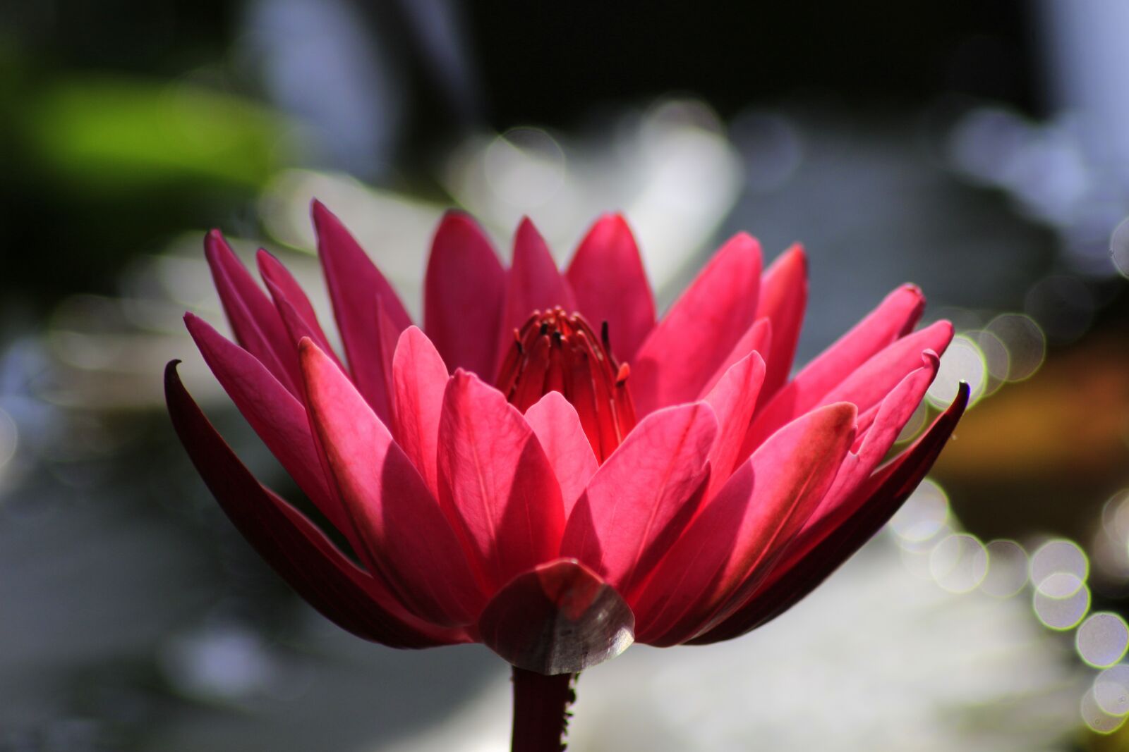 Canon EOS 100D (EOS Rebel SL1 / EOS Kiss X7) sample photo. Flower, water lily, relaxation photography