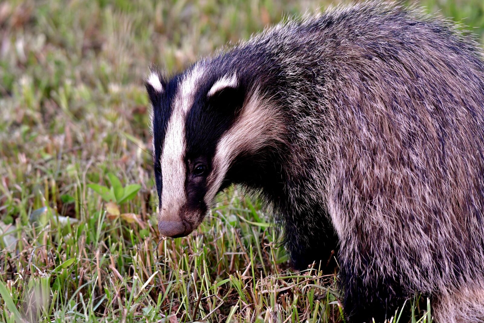 Nikon D500 sample photo. Das, wild, mammal photography