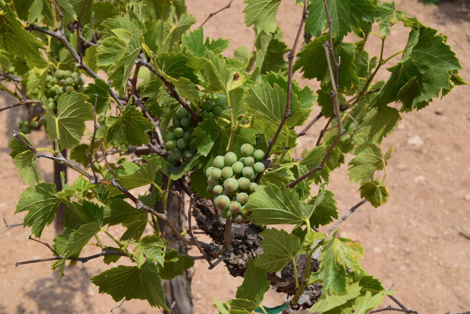 Nikon D3300 sample photo. Grapes, vineyard, wine photography