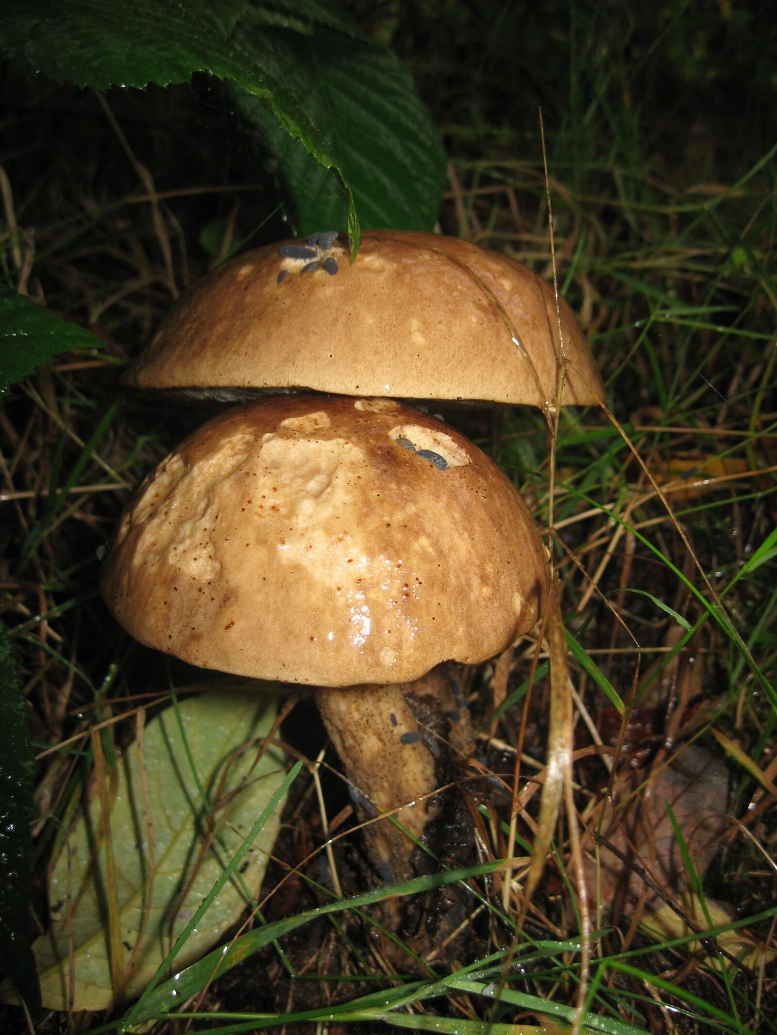 Canon POWERSHOT A570 IS sample photo. Mushroom, forest, insects photography