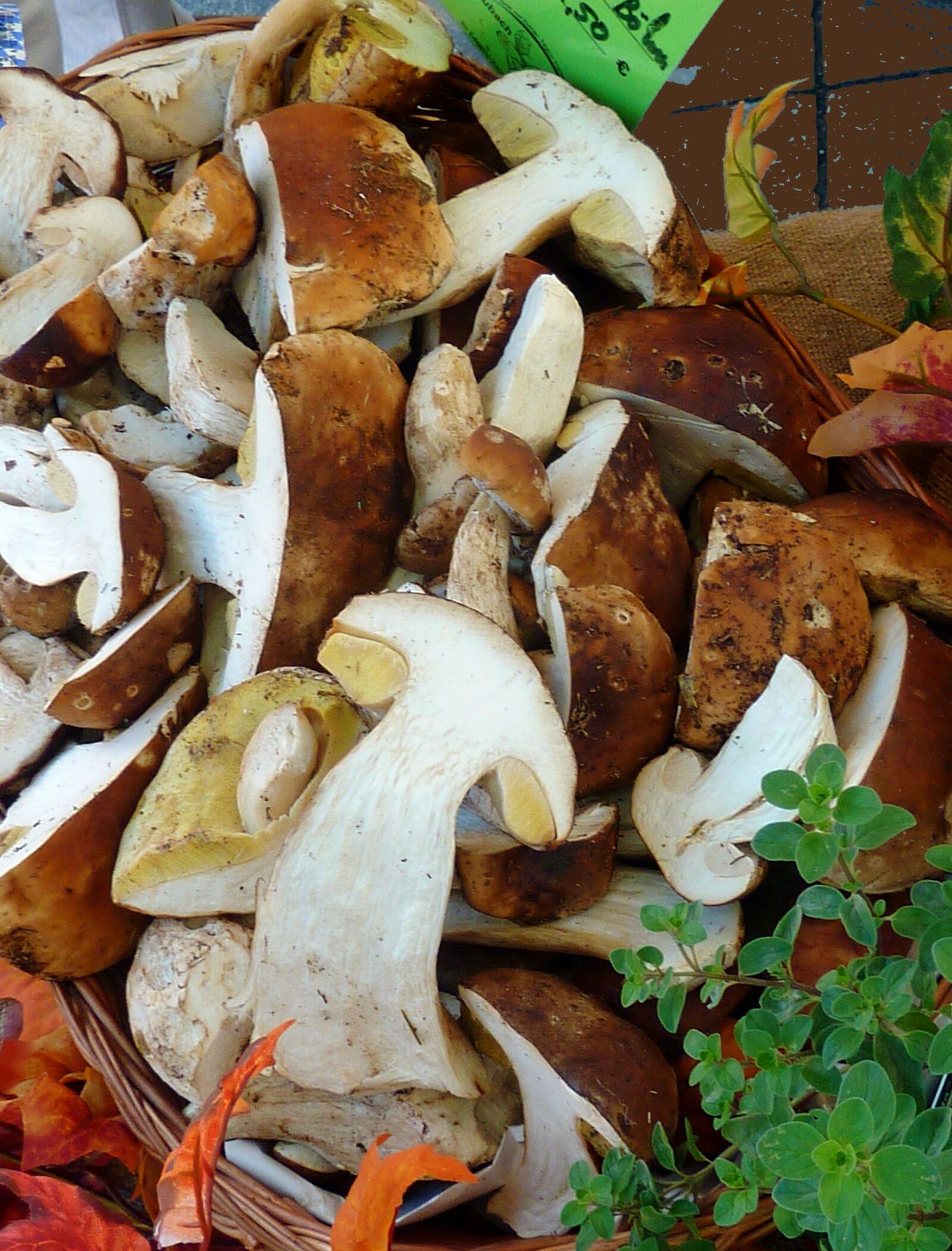 Panasonic DMC-TZ7 sample photo. Mushrooms, autumn, nature photography