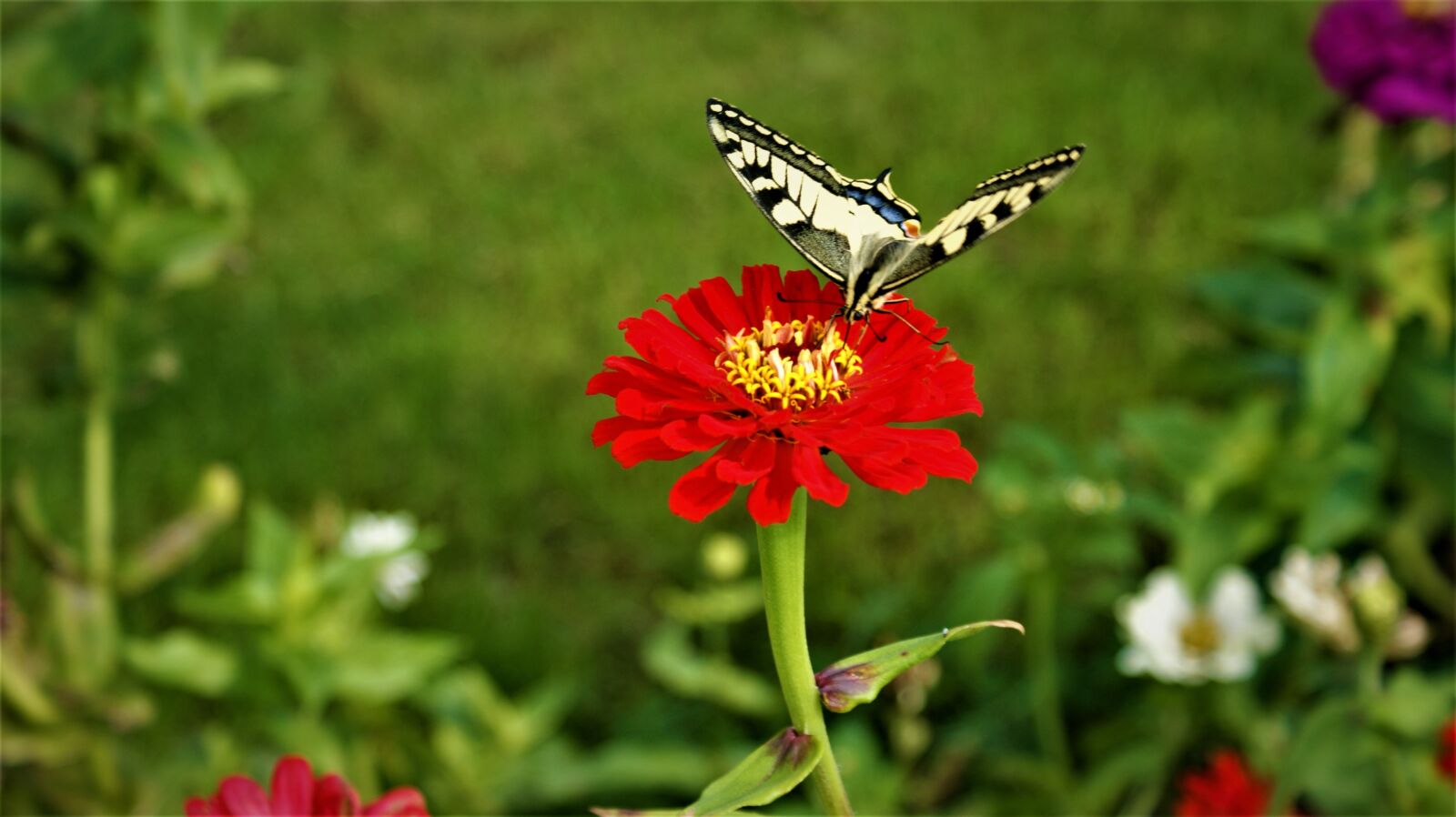 Sony Alpha DSLR-A350 sample photo. Macaon, butterfly, flower photography
