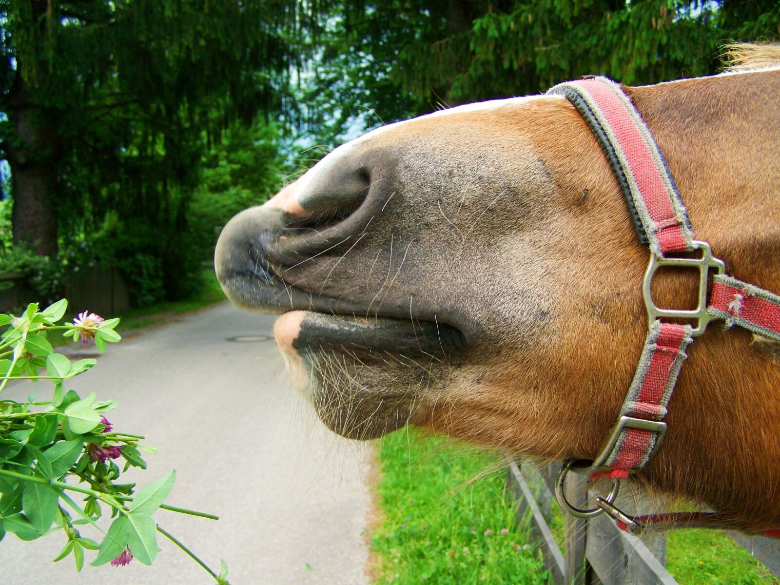 Kodak EASYSHARE ZD710 ZOOM DIGITAL CAMERA sample photo. Brown horse snout, animal photography
