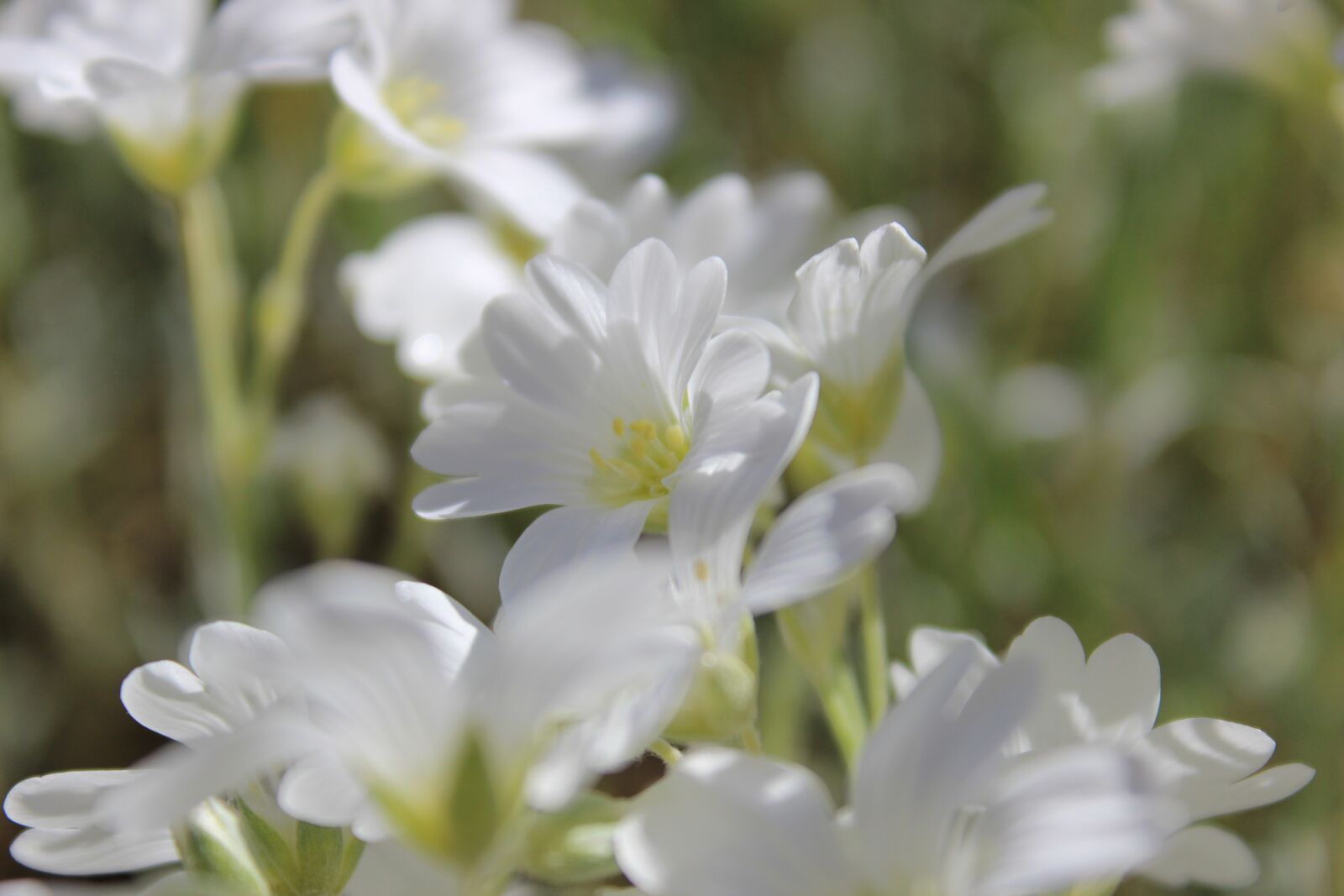 Canon EOS 600D (Rebel EOS T3i / EOS Kiss X5) sample photo. Flowers, white flowers, white photography
