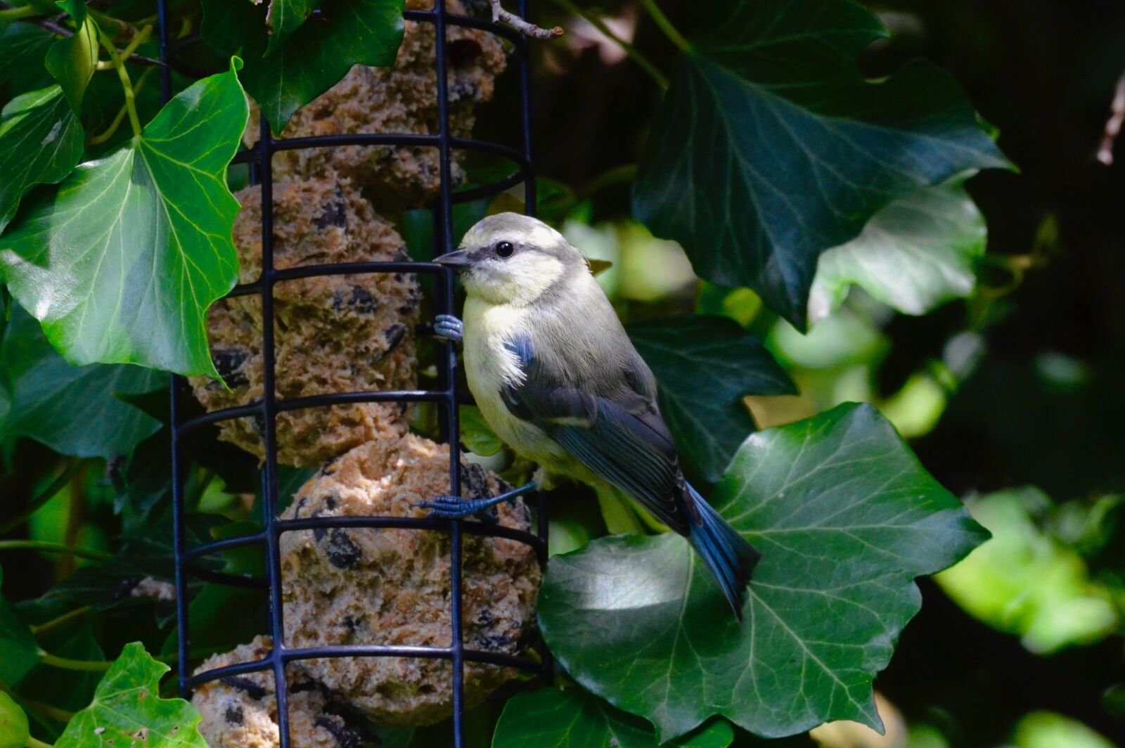 Nikon D5100 sample photo. Tit, feeding, animal world photography