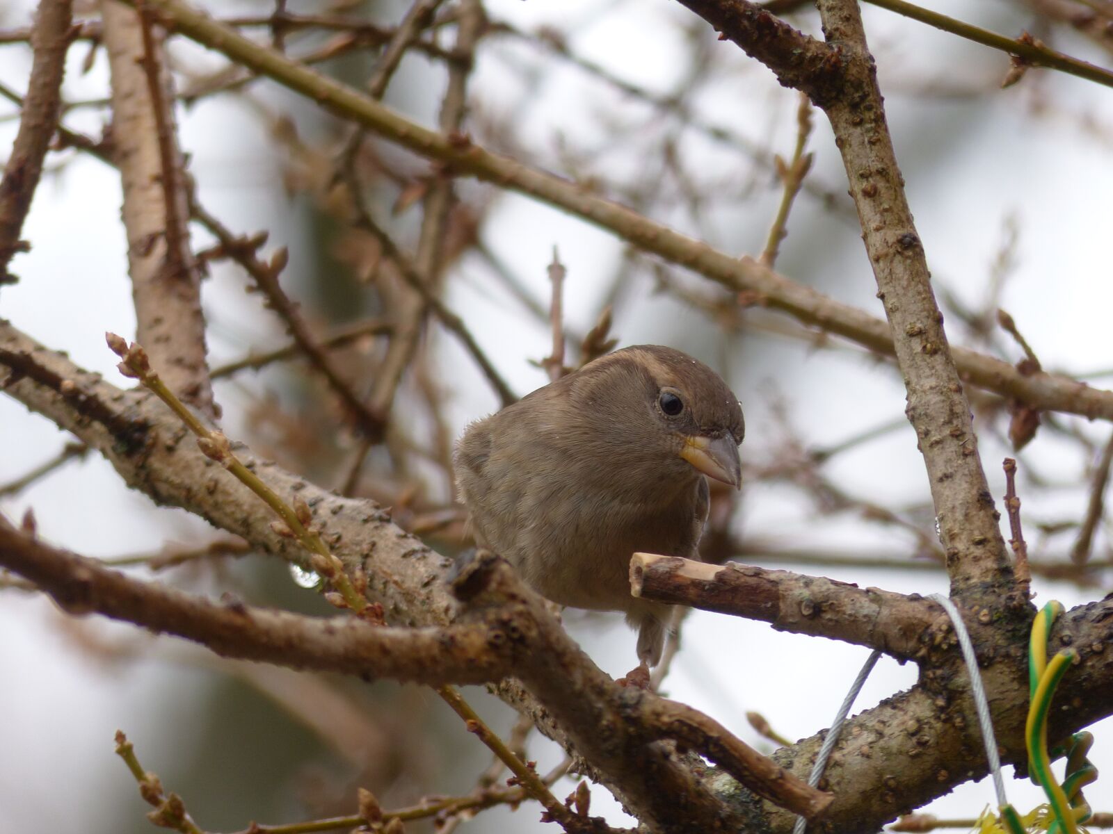 Panasonic Lumix DMC-FZ200 sample photo. Tree, nature, bird photography