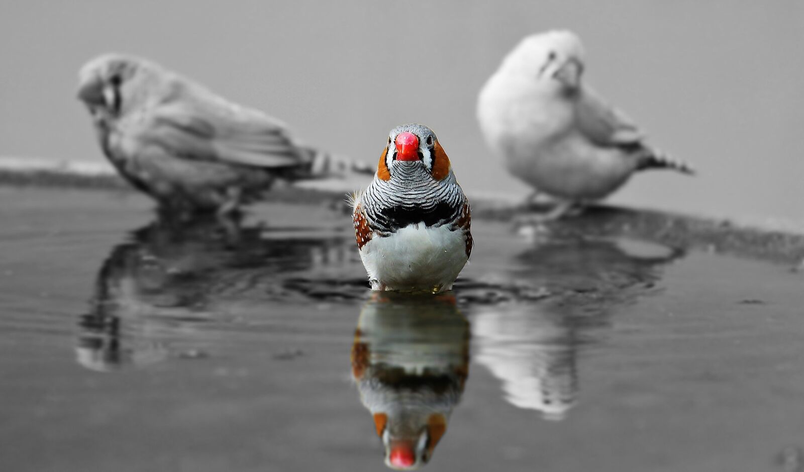 Canon EOS 550D (EOS Rebel T2i / EOS Kiss X4) sample photo. Zebra finch, finch, birds photography