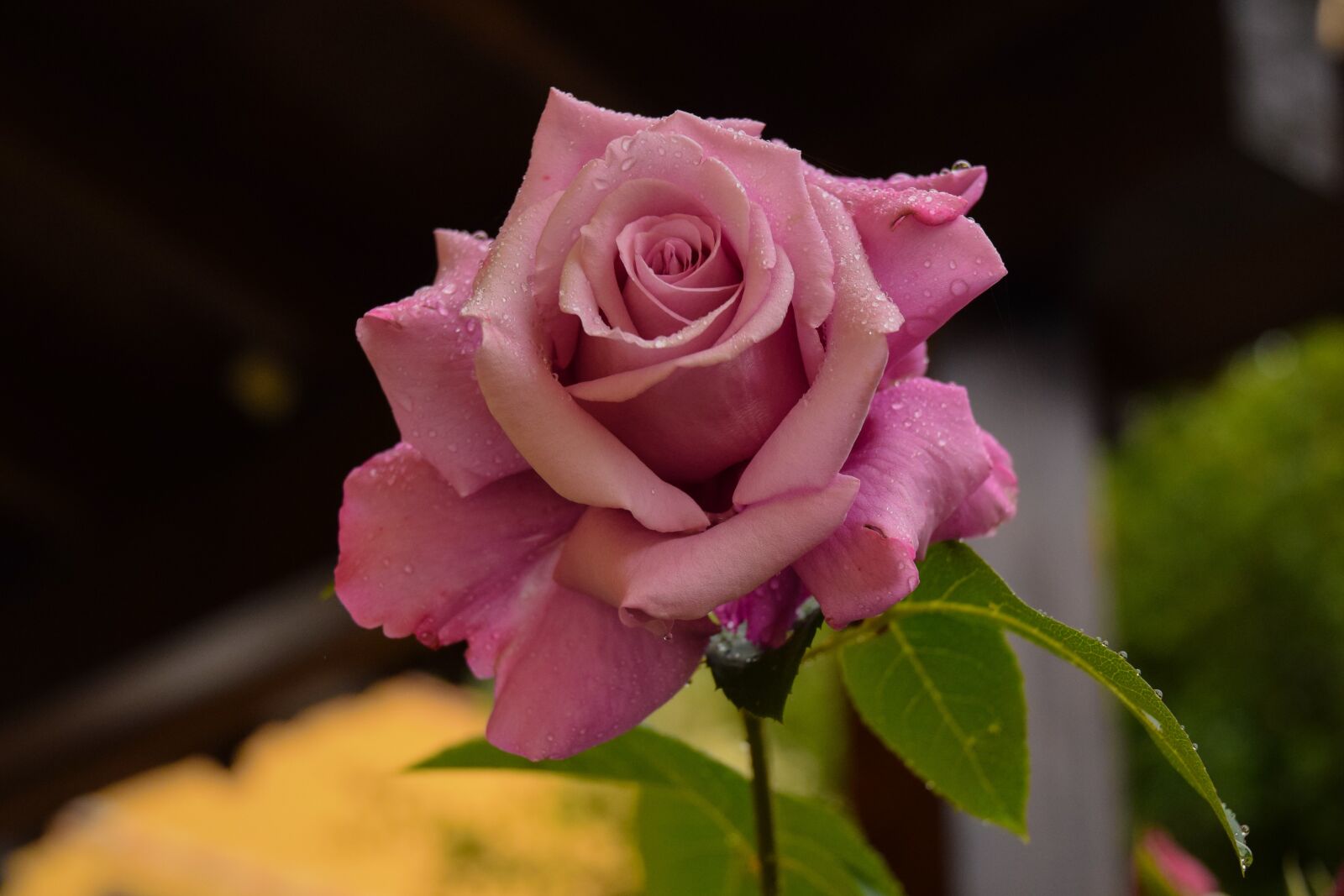 Nikon D5300 sample photo. Rosa, flower, rocio photography