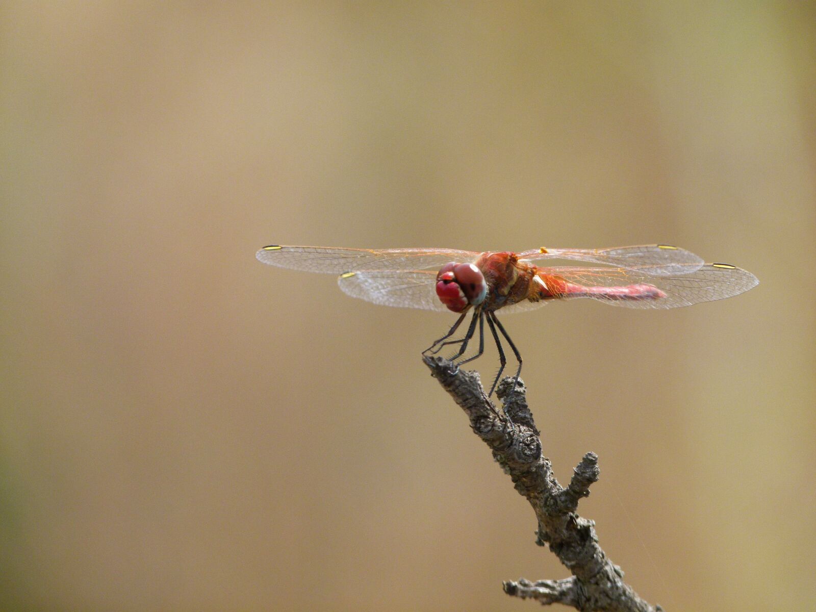 Leica V-Lux 2 sample photo. Red dragonfly, dragonfly, branch photography