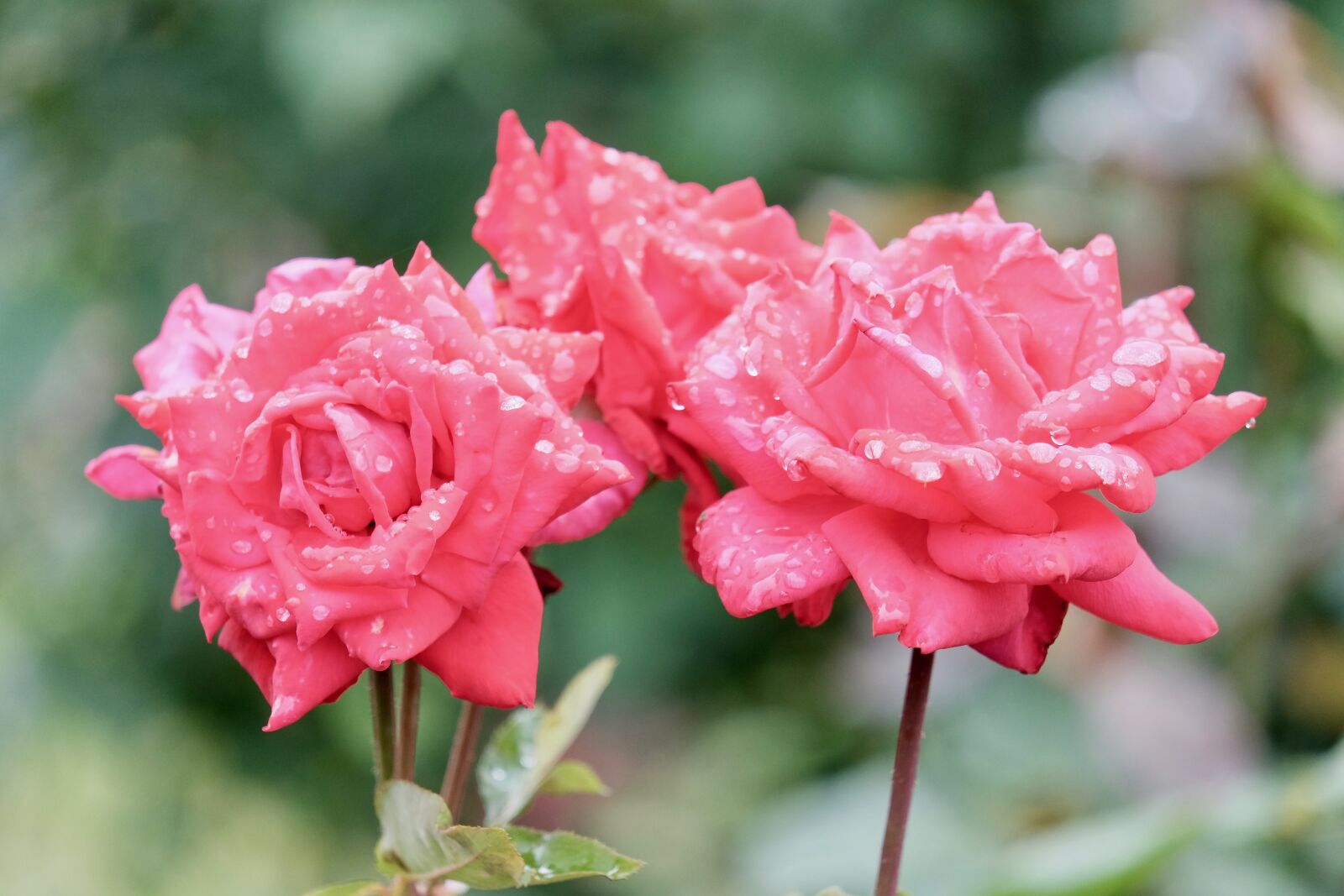 Fujifilm XF 55-200mm F3.5-4.8 R LM OIS sample photo. Flowers, summer, rain photography