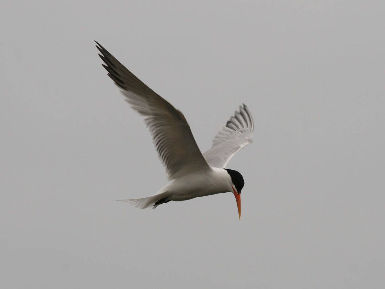 Canon EOS 400D (EOS Digital Rebel XTi / EOS Kiss Digital X) sample photo. Tern, bird, avian photography