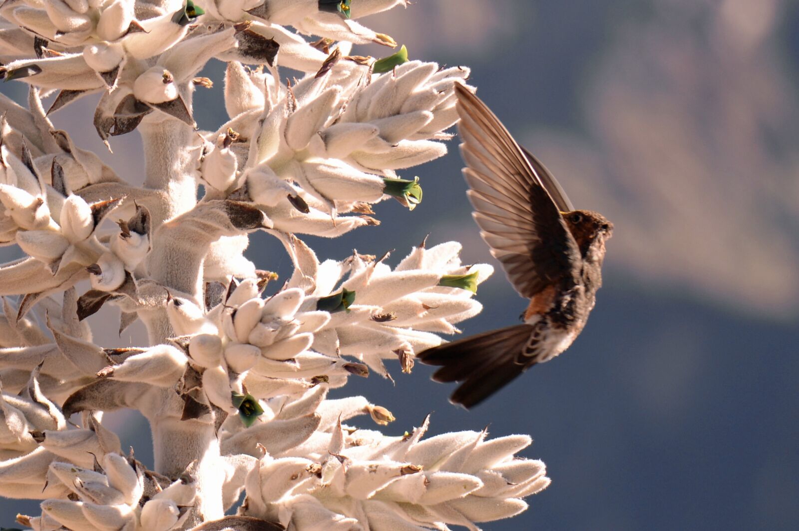 Nikon D610 sample photo. Hummingbird, bird, flower photography