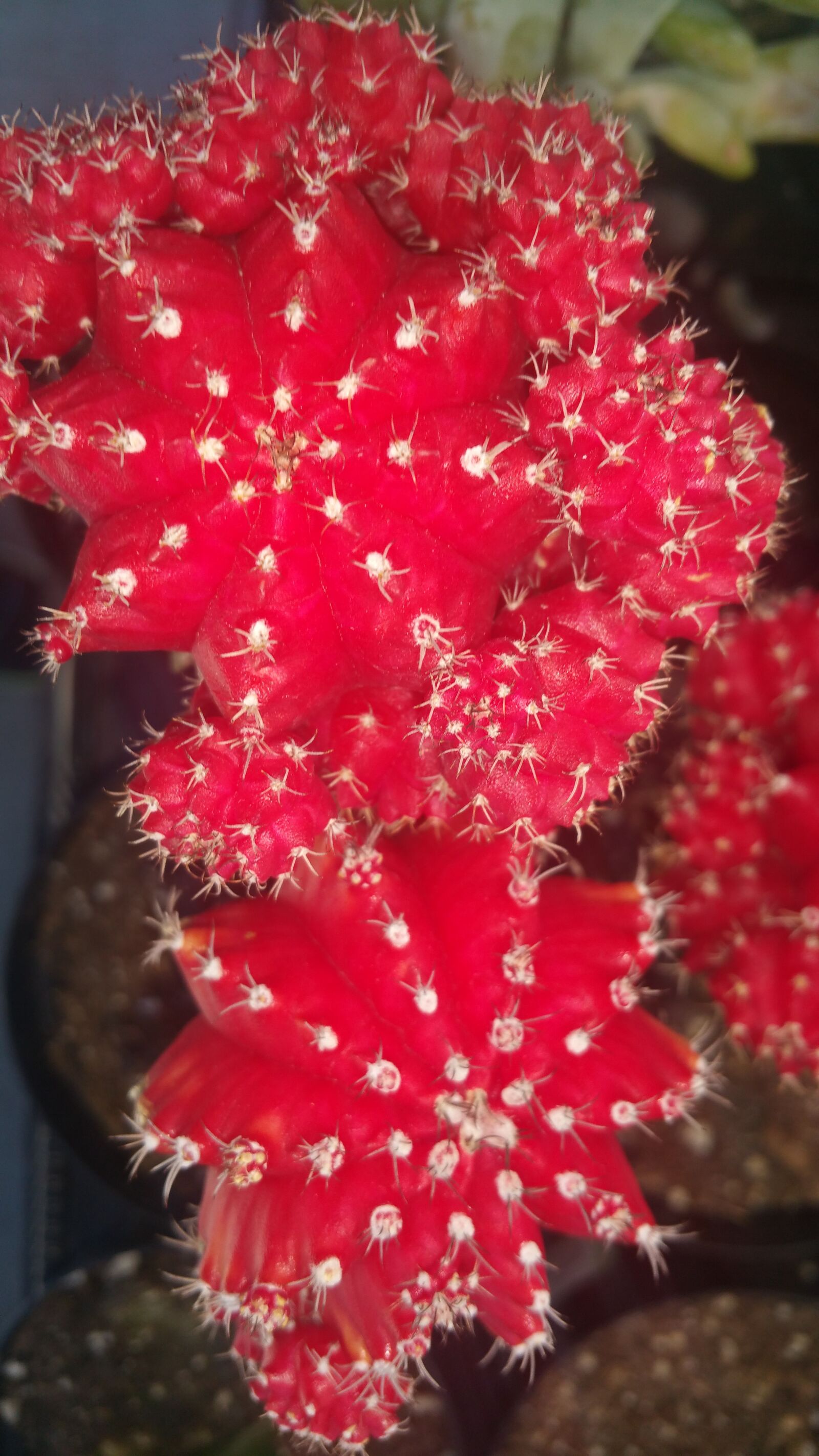 Samsung Galaxy Note4 sample photo. Cactus, plant, closeup, flower photography