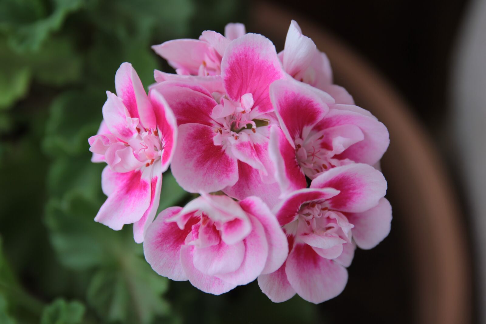 Canon EOS 550D (EOS Rebel T2i / EOS Kiss X4) sample photo. Geranium, pink, plant photography