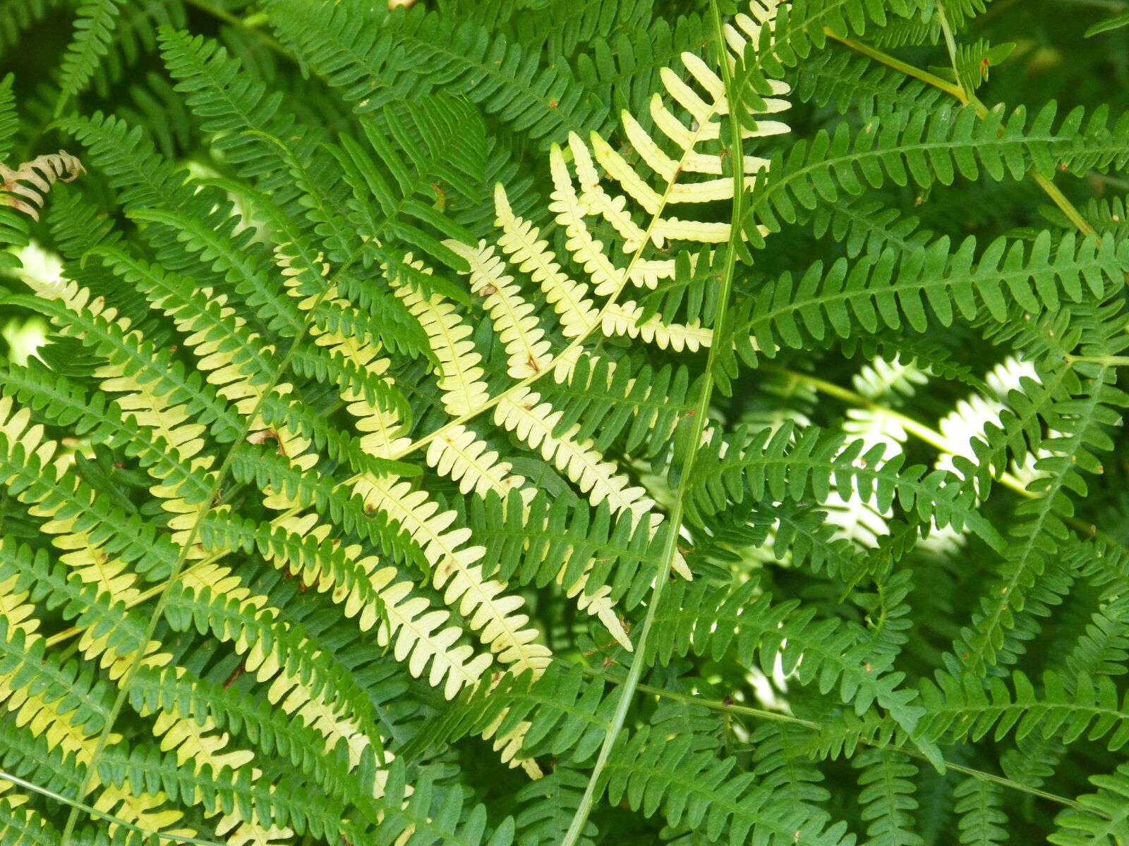 Panasonic DMC-FZ62 sample photo. Ferns, background, texture photography