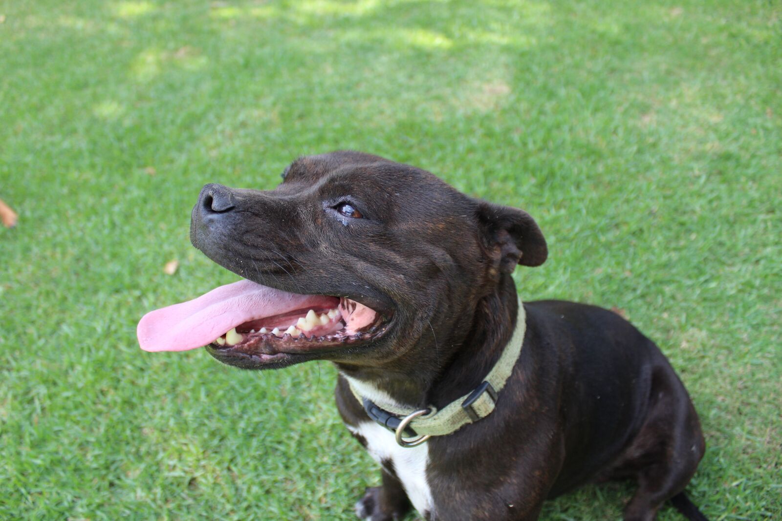 Canon EOS 650D (EOS Rebel T4i / EOS Kiss X6i) sample photo. Staffie, bull terrier, staffordshire photography